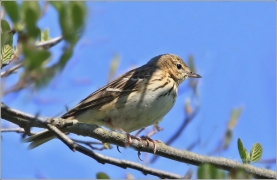 <p>LINDUŠKA LESNÍ (Anthus trivialis) /Tree pipit - Baumpieper/</p>